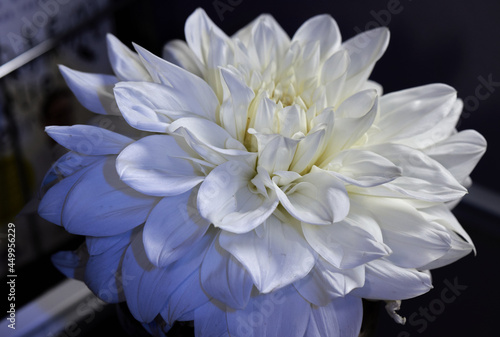 white flourishingly Dahlia photo