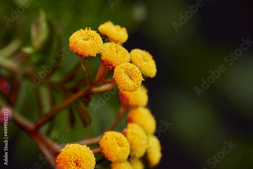 yellow Tansy - golden buttons- Tanacetum vulgare photo