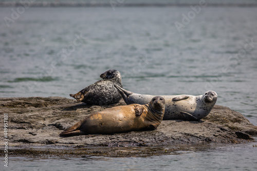 Harbor Seals hauling on rocks in the Damariscotta River, Maine, on a cloudy misty summer afternoon © rabbitti