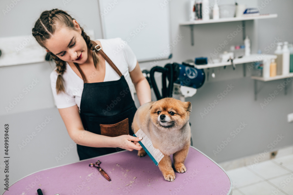 Female groomer brushing Pomeranian dog at grooming salon.