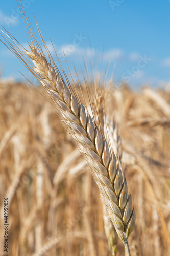 Ripe spikelets of wheat close-up on a background of blue sky with clouds. Harvesting, growing grain crops
