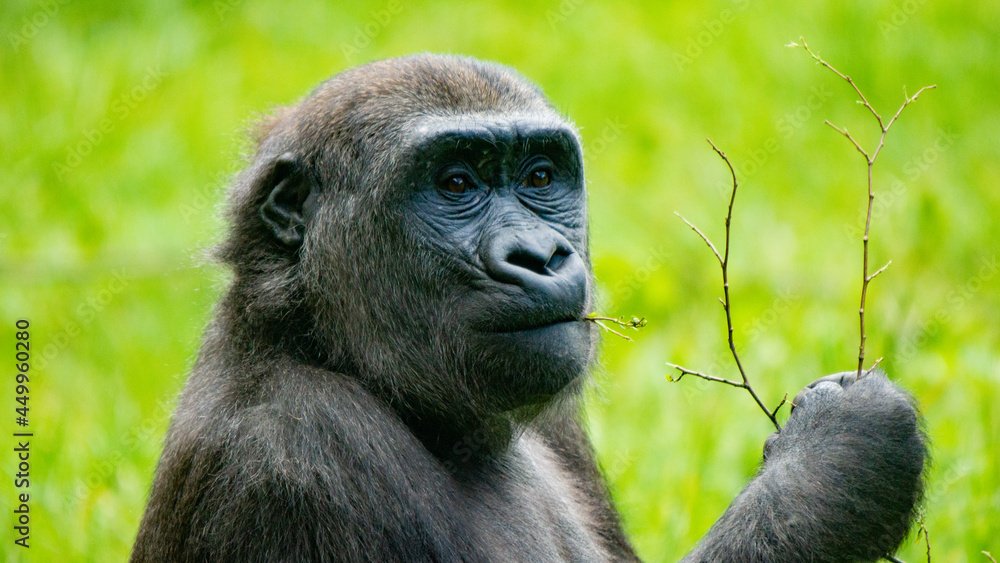 Obraz premium Gorilla with a Twig