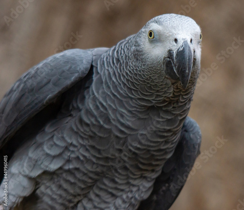 Grey Parrot Looking at the Camera