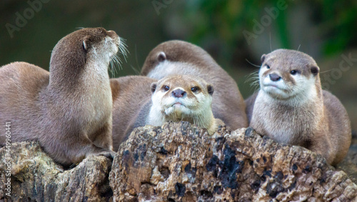 Family of Otters