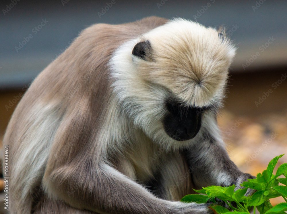 Fototapeta premium Langur Picking leaves