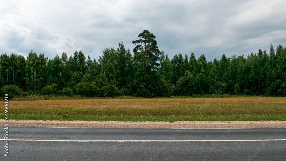 Fototapeta premium road in the forest