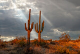Sunbeams Shine Down On Sagauro Cactus In Arizona