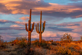 Arizona Desert Landscape Scene With Saguaro Cactus At Dusk Time