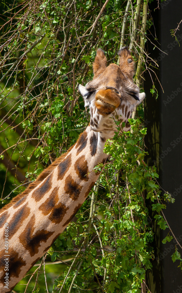 Fototapeta premium Giraffe Pulling Faces