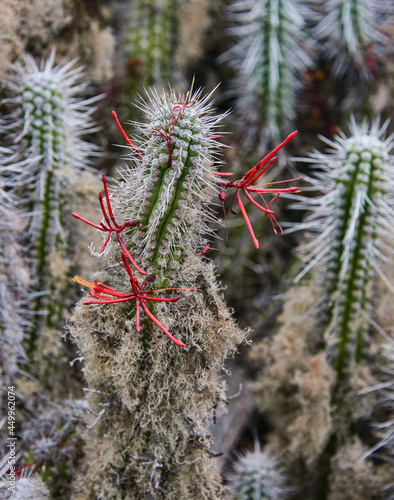 Flowering cacti (Eulychnia acida) growing on Isla Damas, Humboldt Penguin Reserve, Punta Choros, Chile photo