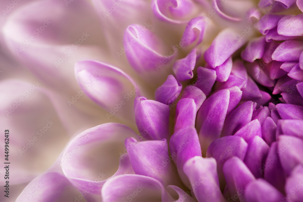 Background from flowers. Part of a blooming rose flower. Background from flowers. Part of a blooming rose flower.