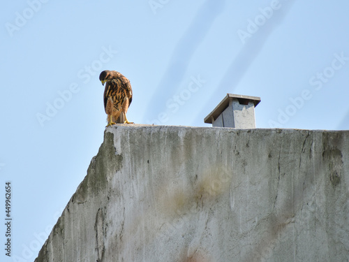 Harris's hawk (Parabuteo unicinctus) on a rooftop photo