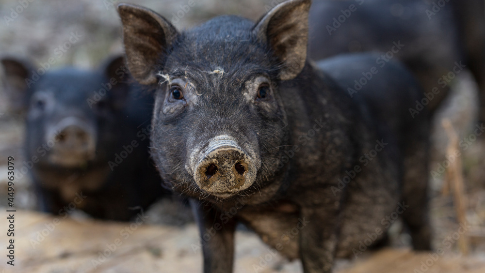 Vietnamese Pot-bellied, traditional Vietnamese breed of small domestic pig. Black piglets in the zoo. Vietnamese Pot-bellied, traditional Vietnamese breed of small domestic pig. Black piglets in the zoo.