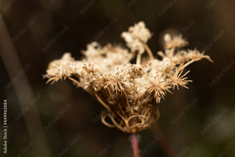 Daucus carota, wild carrot, bird's nest, bishop's lace, Queen Anne's lace, is a white, flowering plant in the family Apiaceae. Daucus carota, wild carrot, bird's nest, bishop's lace, Queen Anne's lace, is a white, flowering plant in the family Apiaceae.