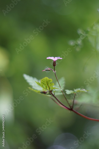 Selective closeup of Erodium cicutarium flower photo