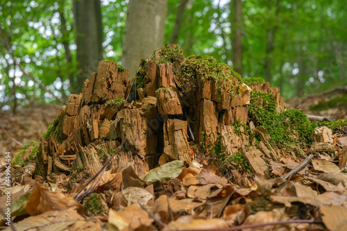 Puszcza Barlinecka - zdjęcia roślin leśnych w zbliżeniu 