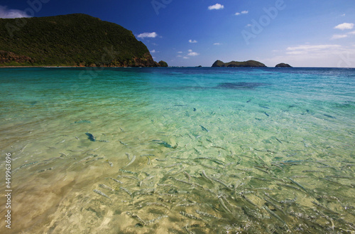 fish in the water at neds beach on lord howe island photo