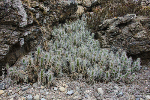 Arborescent cactus (Eulychnia acida) growing on Isla Damas, Humboldt Penguin Reserve, Punta Choros, Chile photo