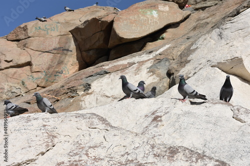 group of penguins © Ashikur
