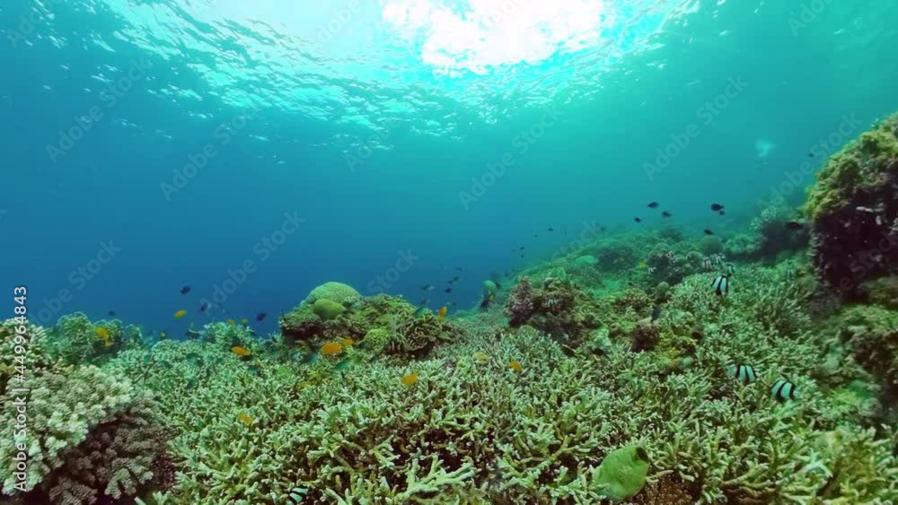 Tropical coral reef seascape with fishes, hard and soft corals. Underwater video. Panglao, Bohol, Philippines. Tropical coral reef seascape with fishes, hard and soft corals. Underwater video. Panglao, Bohol, Philippines.