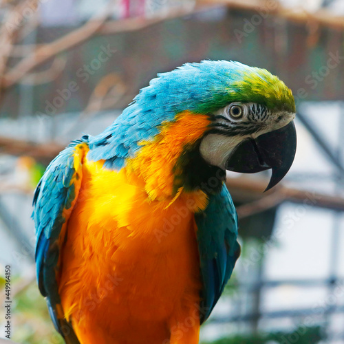 The blue and yellow macaw, also known as the blue and gold macaw