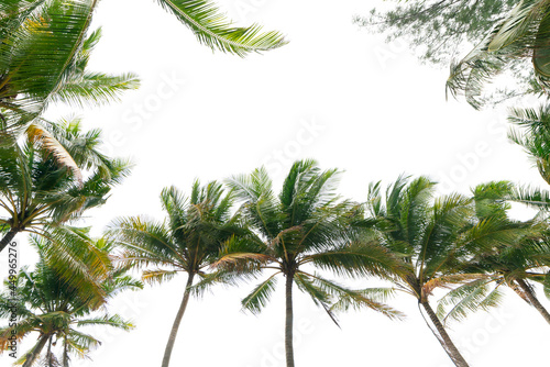 Green tropical palm leaf Tropical fresh coconut palm leaves frame isolated on white background.