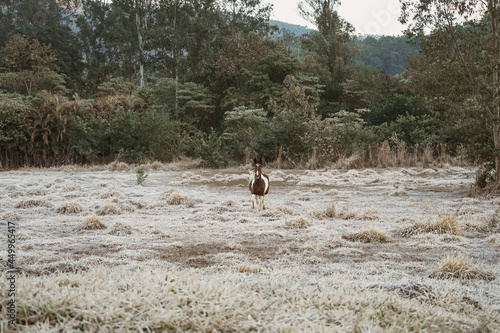 Fototapeta Naklejka Na Ścianę i Meble -  Beautiful winter landscape on harsh weather, Monte Alegre do Sul, Sao Paulo, Brasil, 30 July 2021 - lonely horse on field
