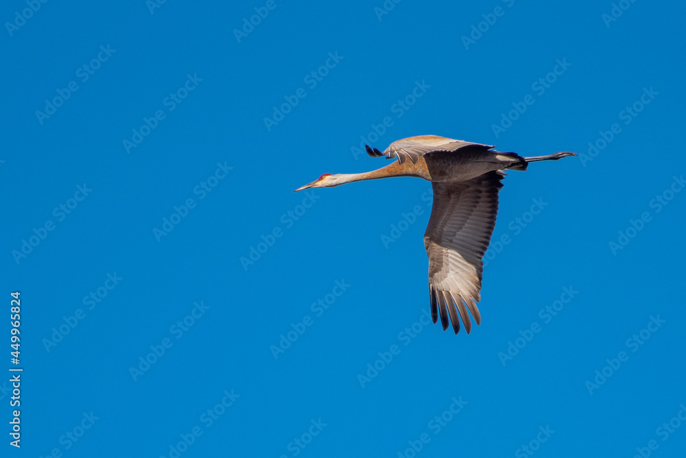 Obraz premium Sandhill Crane