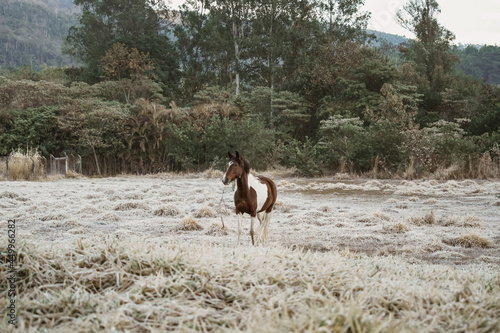 Beautiful winter landscape on harsh weather, Monte Alegre do Sul, Sao Paulo, Brasil, 30 July 2021 - lonely horse on field © Ana