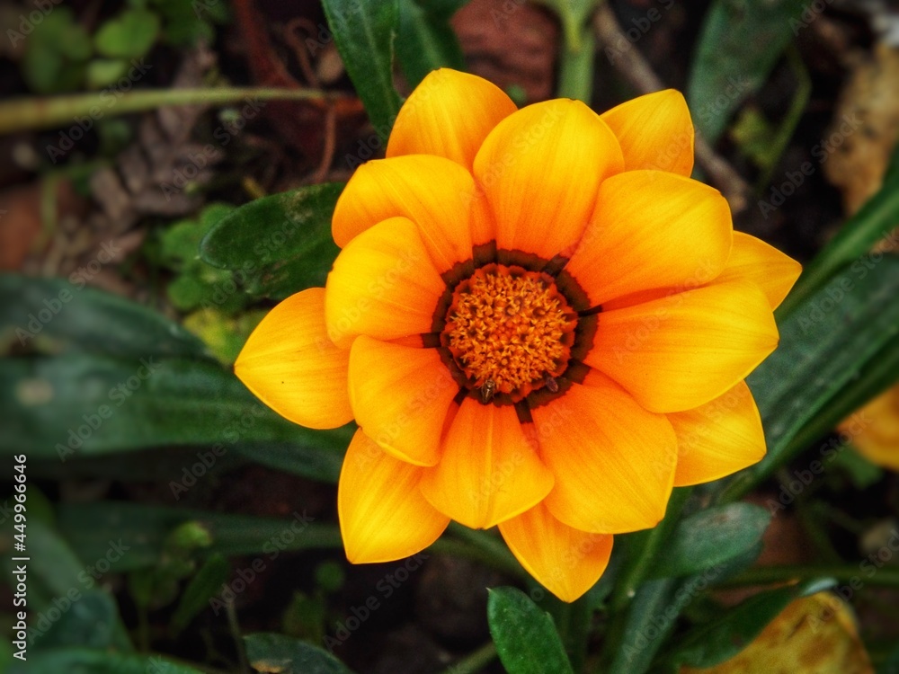 orange flower in the garden orange flower in the garden