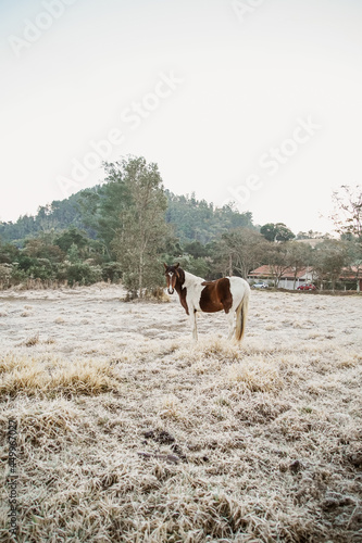 Beautiful winter landscape on harsh weather, Monte Alegre do Sul, Sao Paulo, Brasil, 30 July 2021 - lonely horse on field © Ana