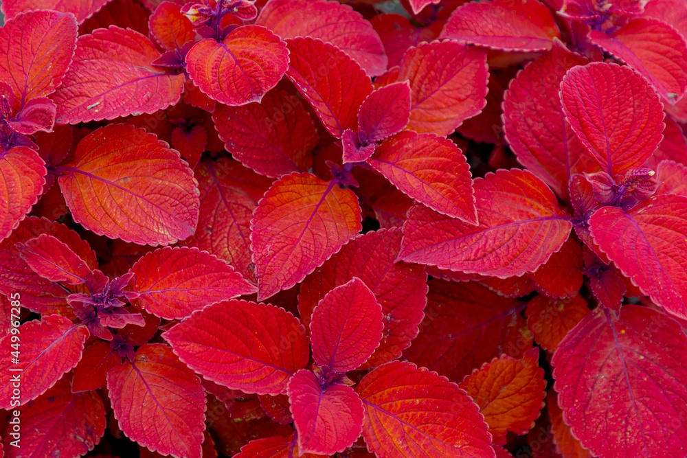 Selective focus colourful red orange leaves of Coleus scutellarioides in the garden, Coleus is a former genus of flowering plants in the family Lamiaceae, Nature pattern background.