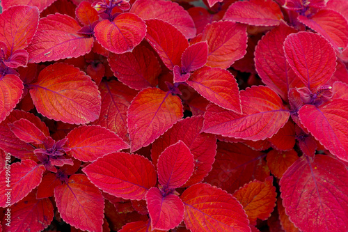 Selective focus colourful red orange leaves of Coleus scutellarioides in the garden, Coleus is a former genus of flowering plants in the family Lamiaceae, Nature pattern background.