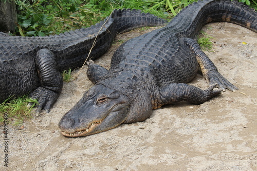 Mississippi alligator (or American alligator, common alligator) lying on the ground. (Alligator mississippiensis)