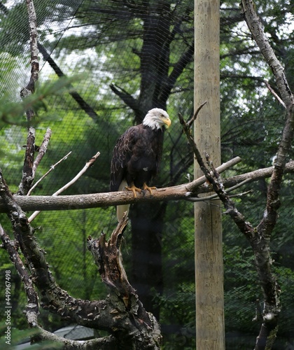 bald eagle resting on a branch in captivity