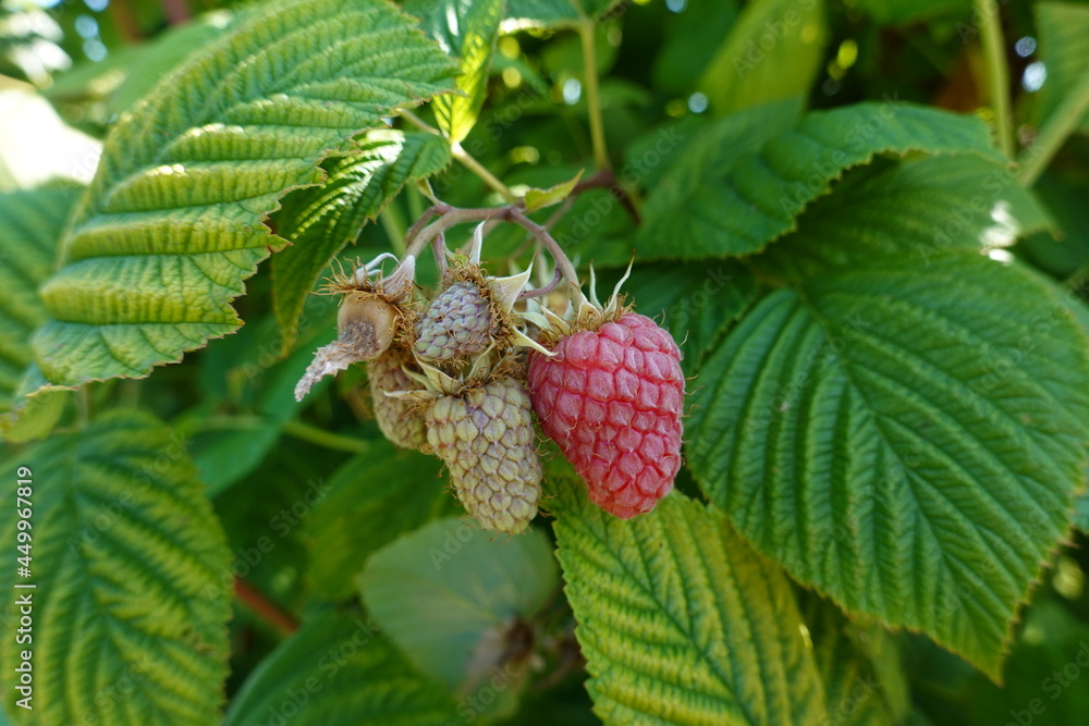 Rubus idaeus (raspberry, also called red raspberry or occasionally European red raspberry to distinguish it from other raspberry species) is a red-fruited species of Rubus. Rubus idaeus (raspberry, also called red raspberry or occasionally European red raspberry to distinguish it from other raspberry species) is a red-fruited species of Rubus.