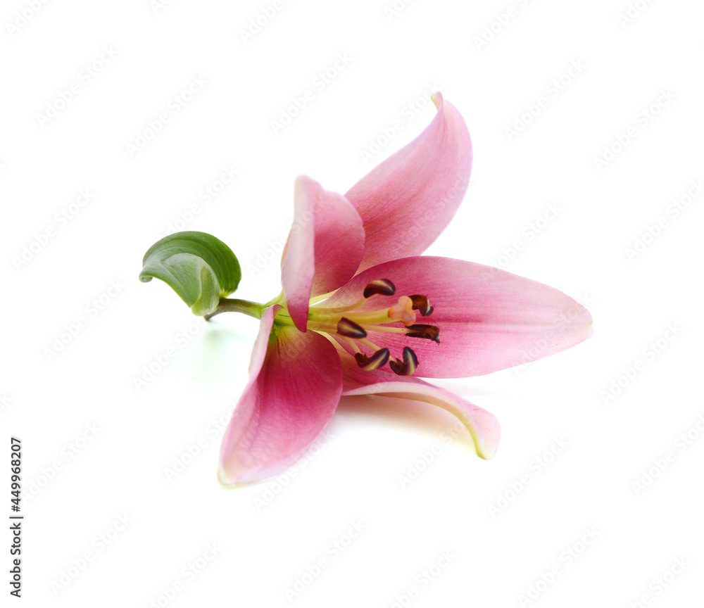 Beautiful Lily flower isolate on white Beautiful Lily flower isolate on white