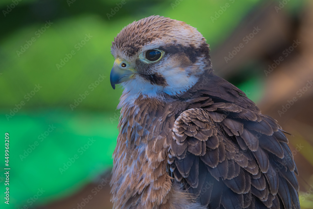 2021-08-09 A CLOSE UP OF YOUNG PEREGRINE FALCON WITH A BLURRY BACKGROUND 2021-08-09 A CLOSE UP OF YOUNG PEREGRINE FALCON WITH A BLURRY BACKGROUND