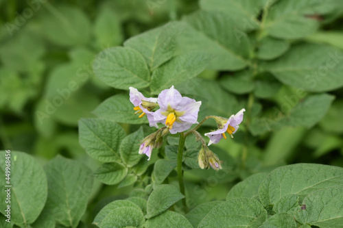 Closeup shot of a beautiful Solanum bllooming in the garden among leaves photo