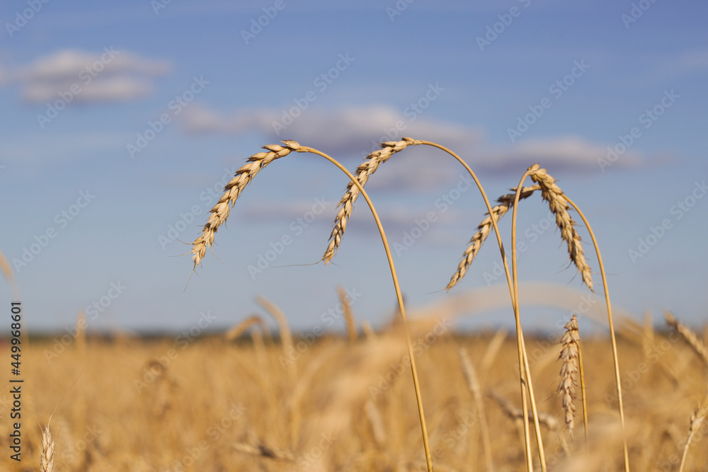 Obraz premium Golden wheat field in summer. Ripe grain ears are ready for harvesting. Summer background.