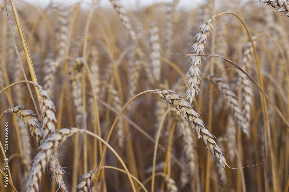 Fototapeta premium Golden wheat field with close up. Natural pattern with ripe wheat ears in summer. Food background.