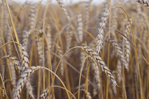 Golden wheat field with close up. Natural pattern with ripe wheat ears in summer. Food background.