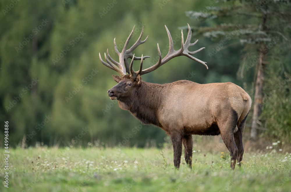 Bull Elk Portrait 