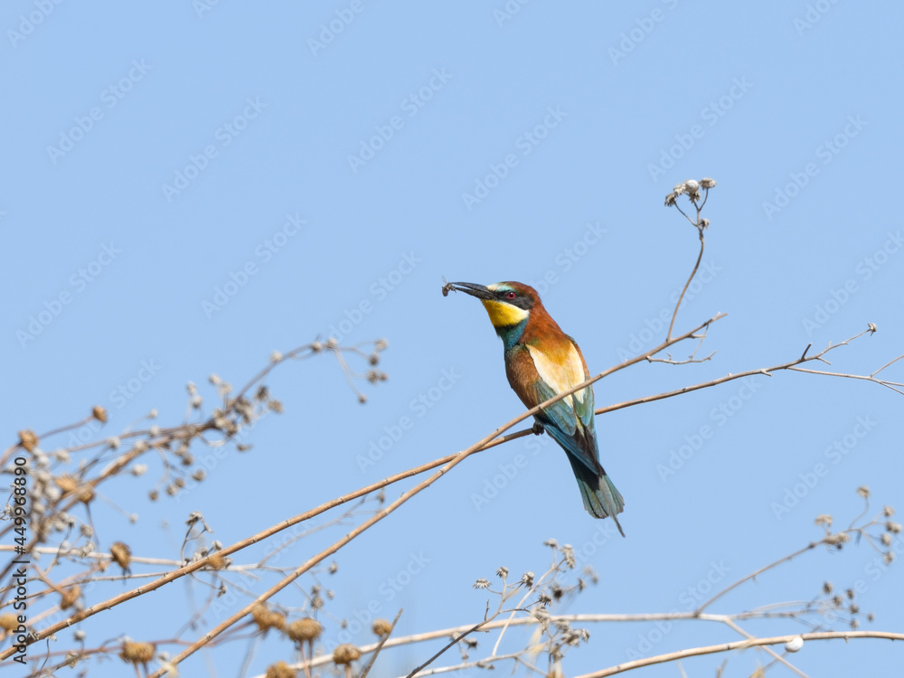 Naklejka premium European Bee-Eater Sitting on Stem of Dry Plant and Holding Bee in its Beak on Blue Sky