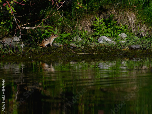 Chipmunk with reflection standing on the pond