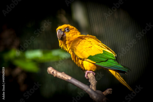 Ararajuba (Guaruba guarouba) or golden parakeet on a tree branch. Bird has yellow color. This bird is from Brazil. photo