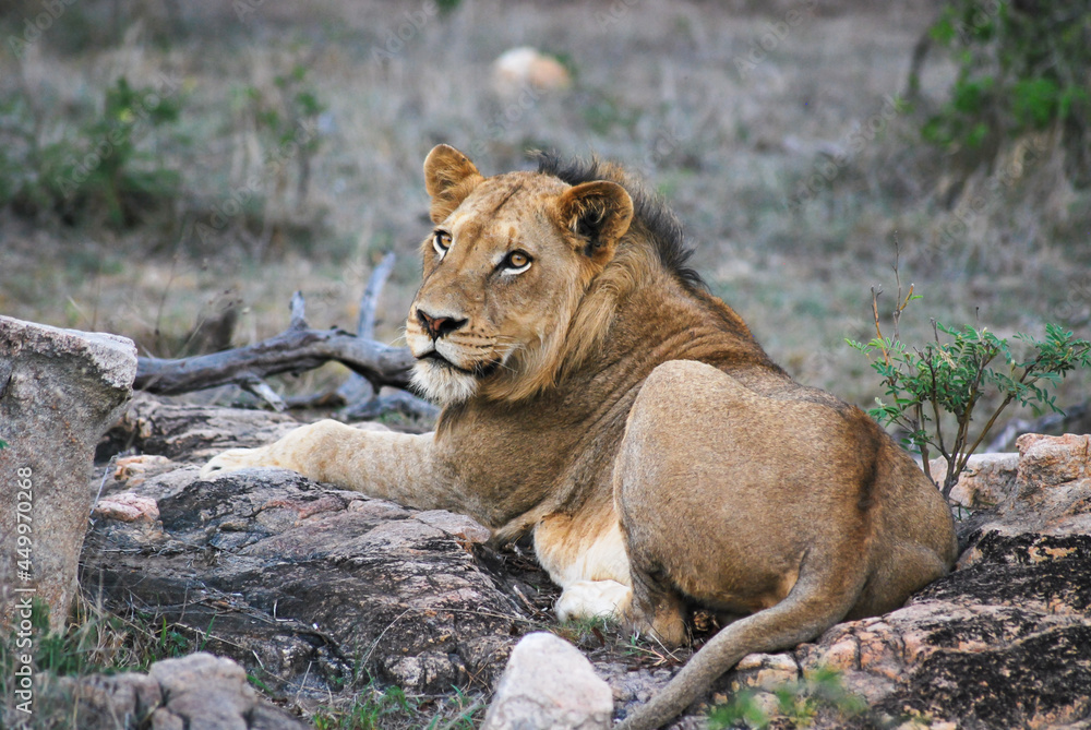 Obraz premium Lioness in The African Savanna, South Africa.