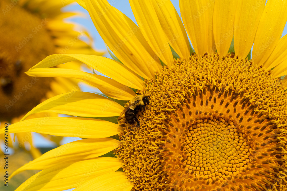 Close-up image of a bee pollinating a bright yellow sunflower in summer Close-up image of a bee pollinating a bright yellow sunflower in summer