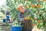 Portrait of positive young adult man harvesting pears, working with group of farmers at fruit garden