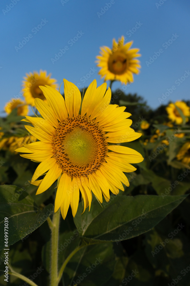 Vertical image of a bright yellow sunflower in a field under a blue sky in summer